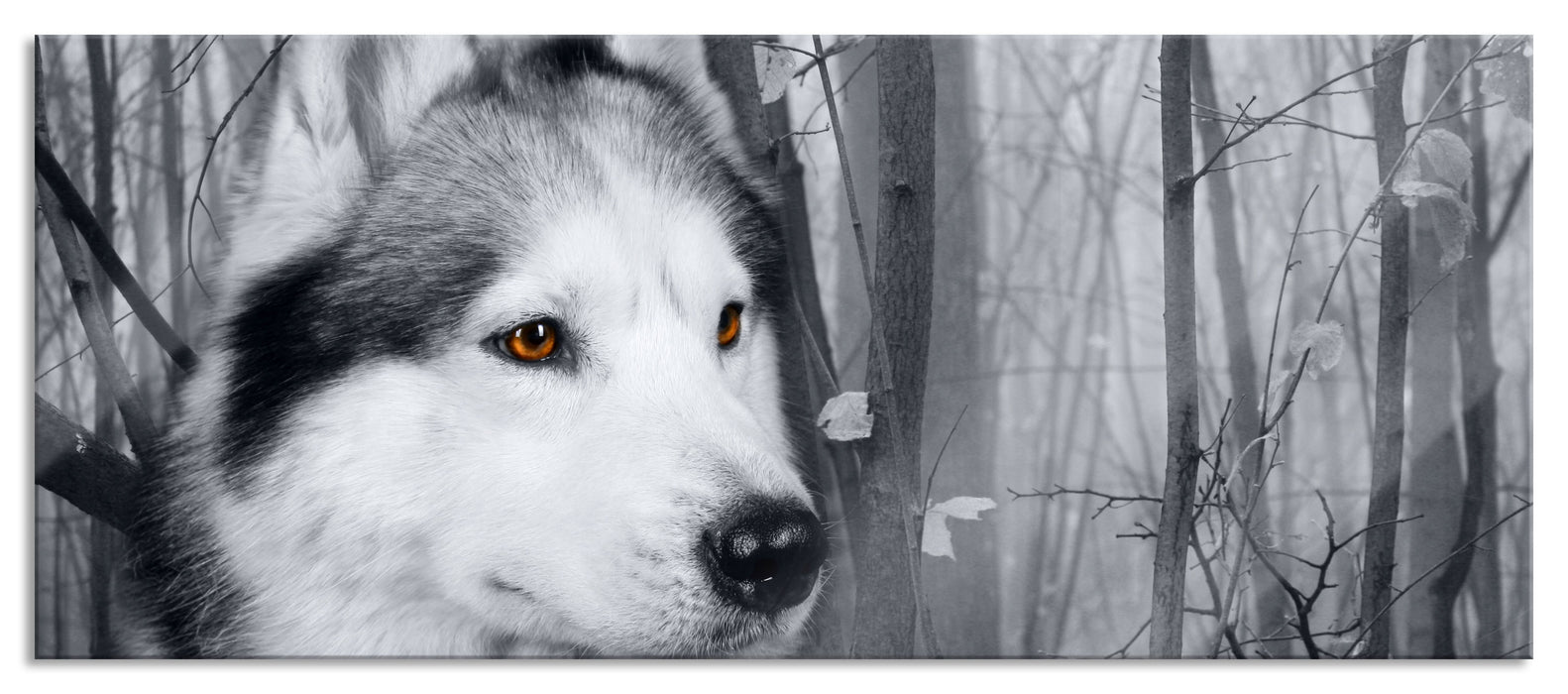 Pixxprint Wachsamer Husky, Glasbild Panorama