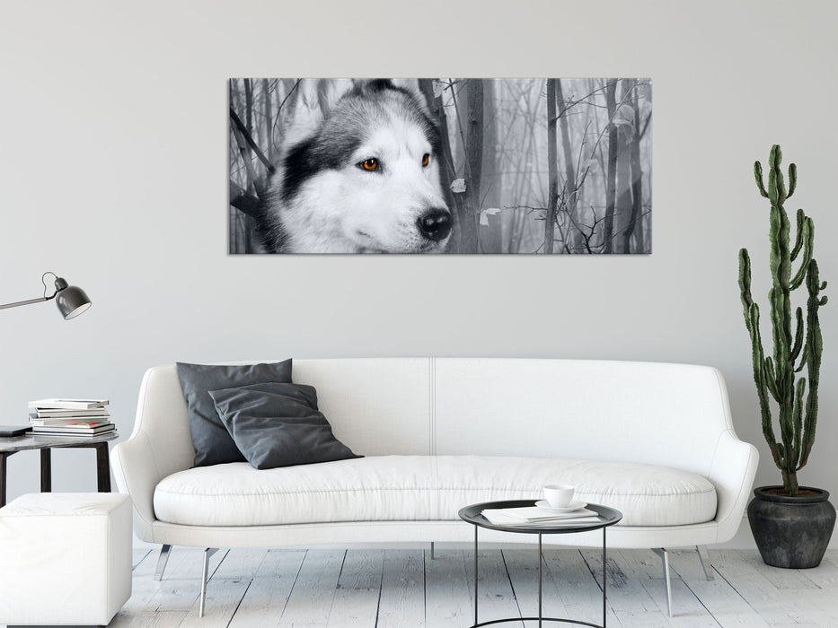 Wachsamer Husky, Glasbild Panorama