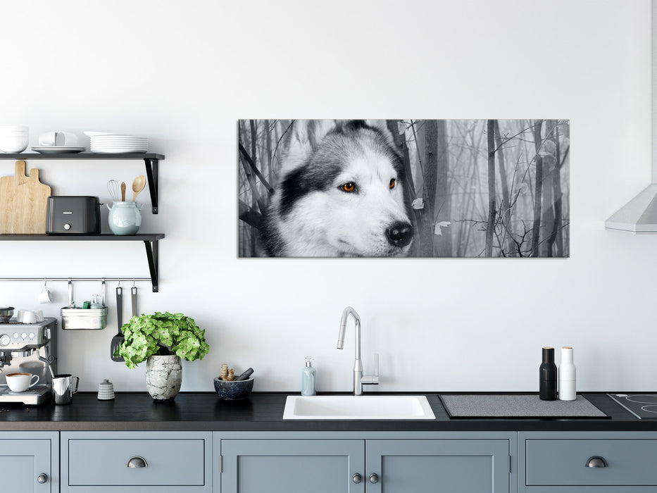 Wachsamer Husky, Glasbild Panorama