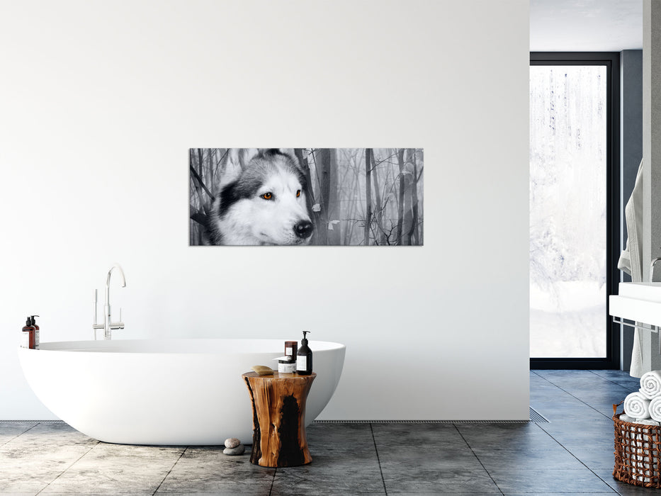 Wachsamer Husky, Glasbild Panorama