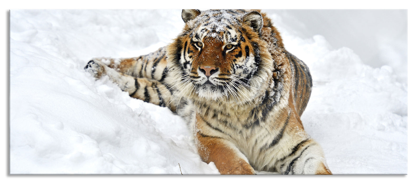 Pixxprint Amur Tiger im Schnee, Glasbild Panorama