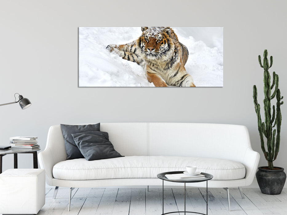 Amur Tiger im Schnee, Glasbild Panorama