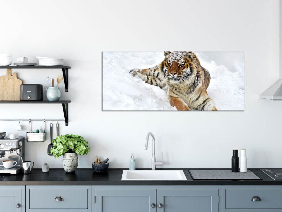 Amur Tiger im Schnee, Glasbild Panorama