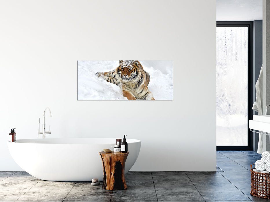 Amur Tiger im Schnee, Glasbild Panorama