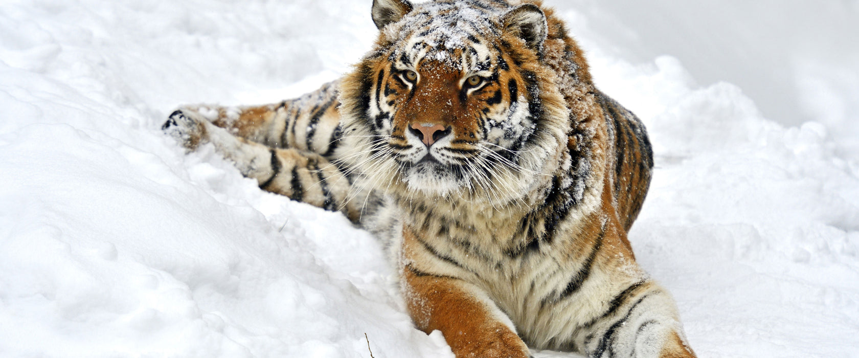 Amur Tiger im Schnee, Glasbild Panorama