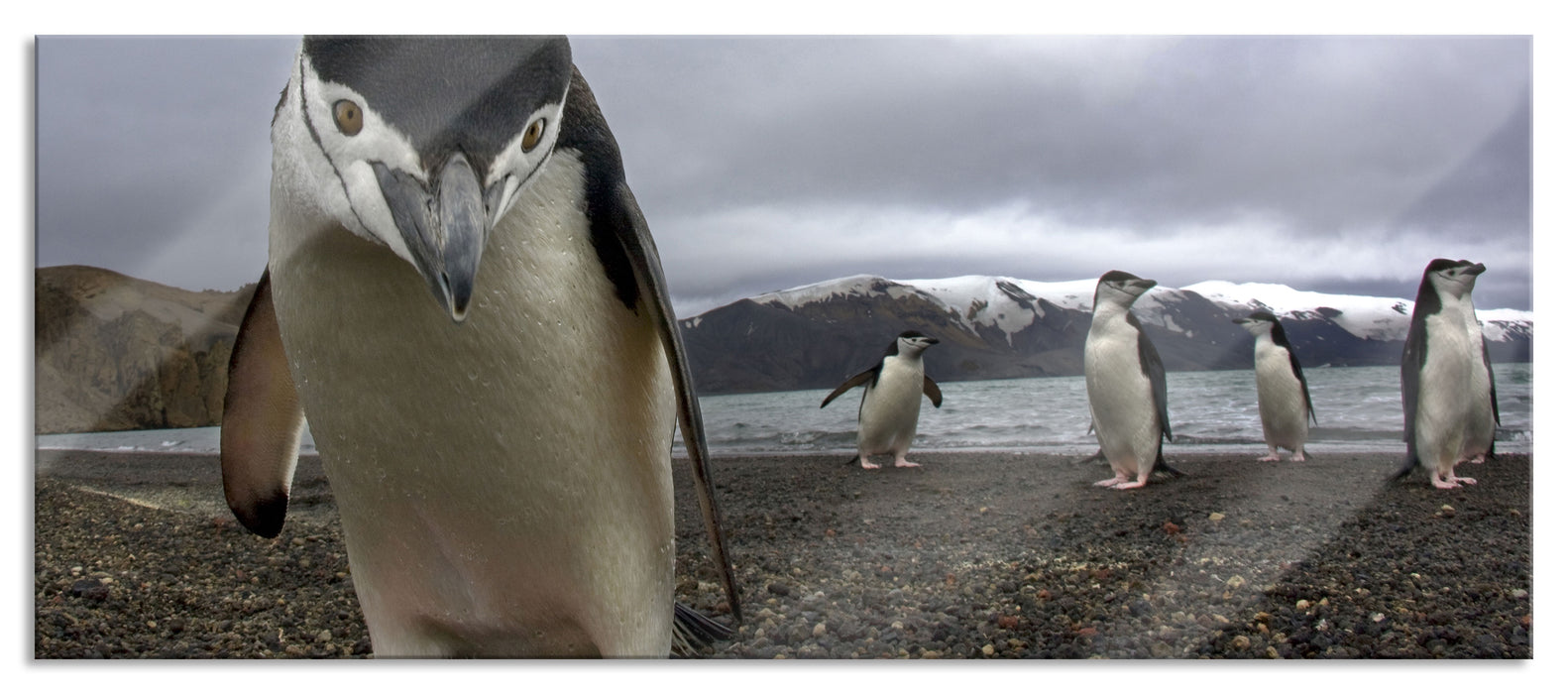 Pixxprint Lustige Pinguine, Glasbild Panorama