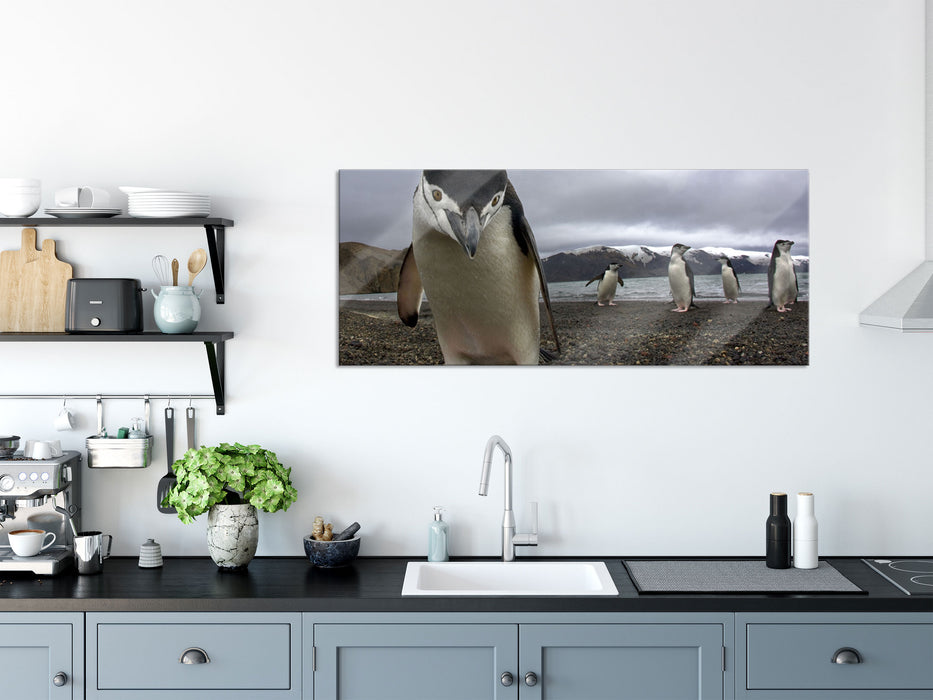 Lustige Pinguine, Glasbild Panorama