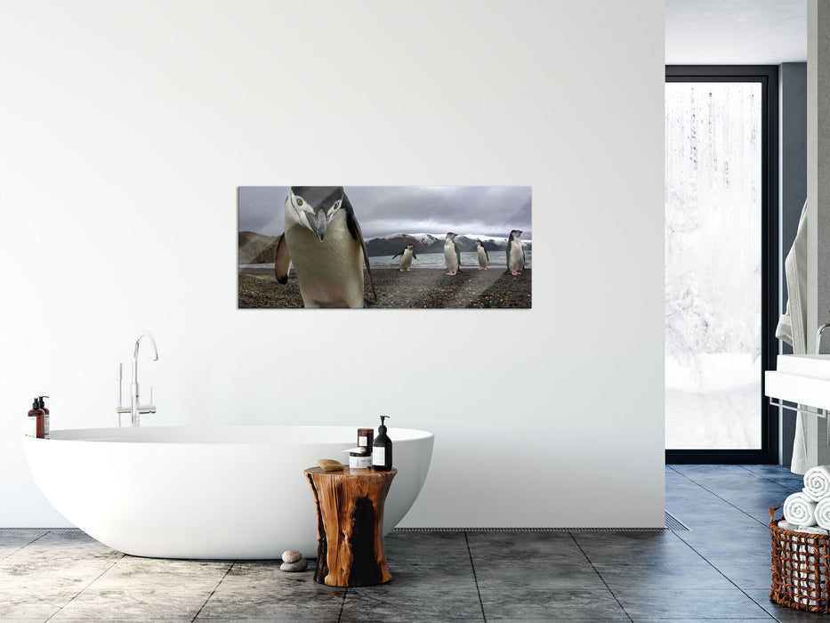 Lustige Pinguine, Glasbild Panorama