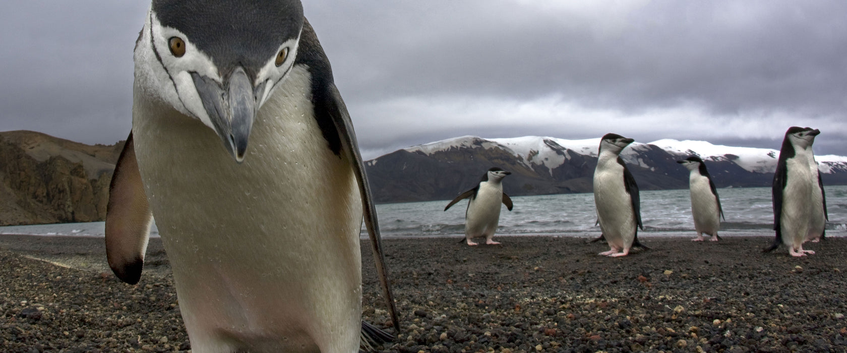 Lustige Pinguine, Glasbild Panorama