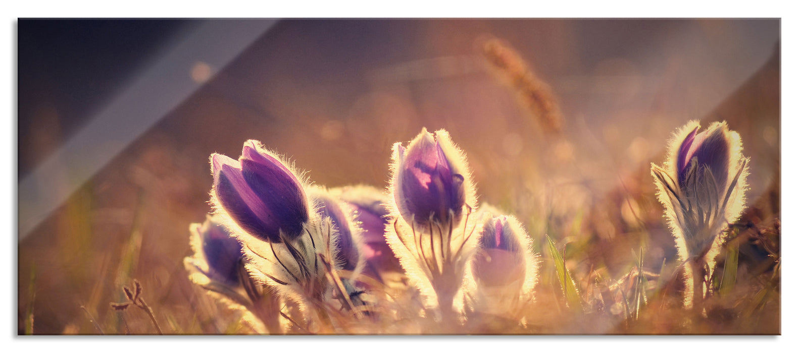 Pixxprint Lila Küchenschelle auf Bergwiese, Glasbild Panorama