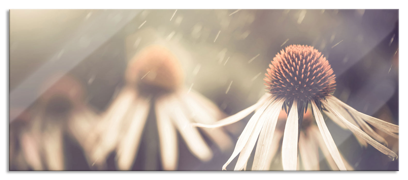 Pixxprint Blumen im Regen, Glasbild Panorama