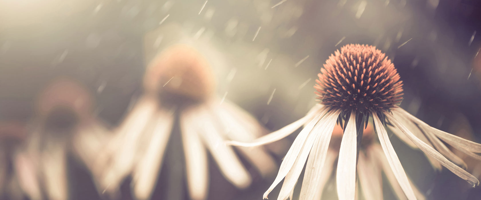 Blumen im Regen, Glasbild Panorama