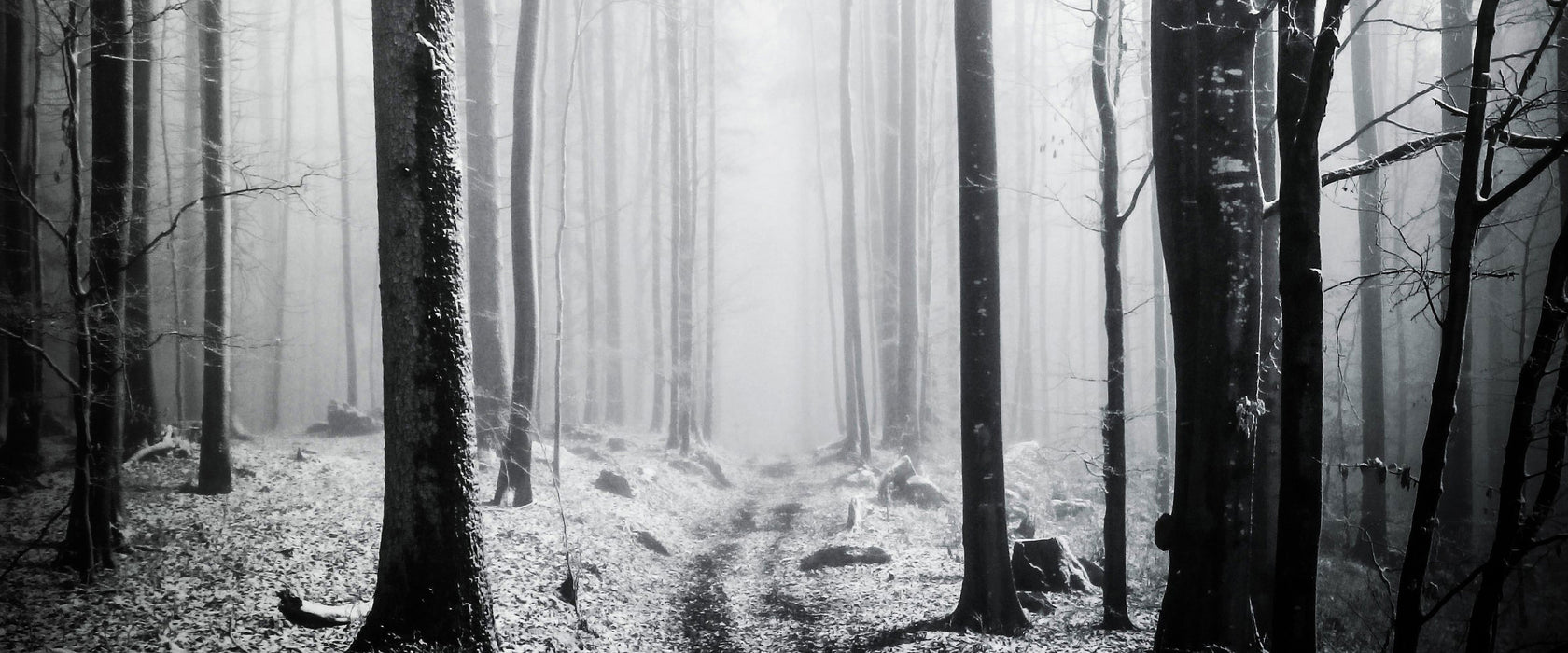 Mystischer Wald, Glasbild Panorama