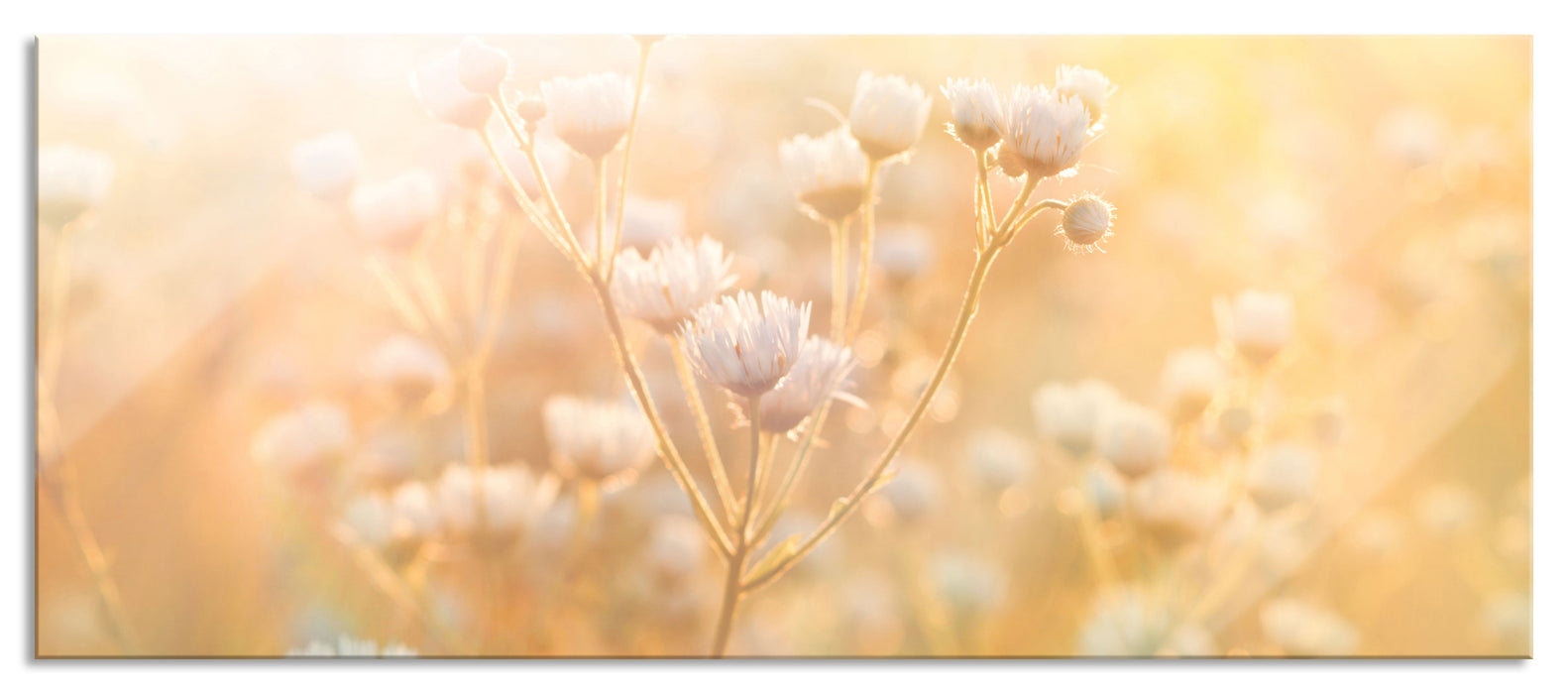 Pixxprint Romantische Blumenwiese, Glasbild Panorama