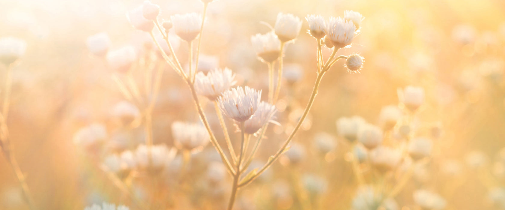 Romantische Blumenwiese, Glasbild Panorama