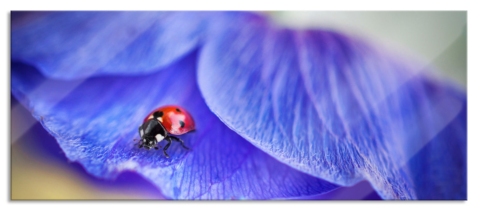 Pixxprint Marienkäfer auf lila Blüte, Glasbild Panorama