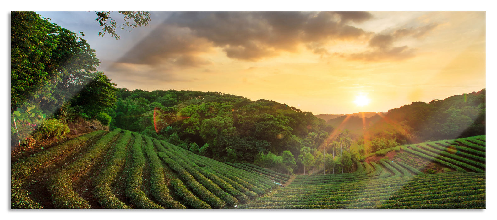 Pixxprint Teeplantage bei Sonnenuntergang, Glasbild Panorama