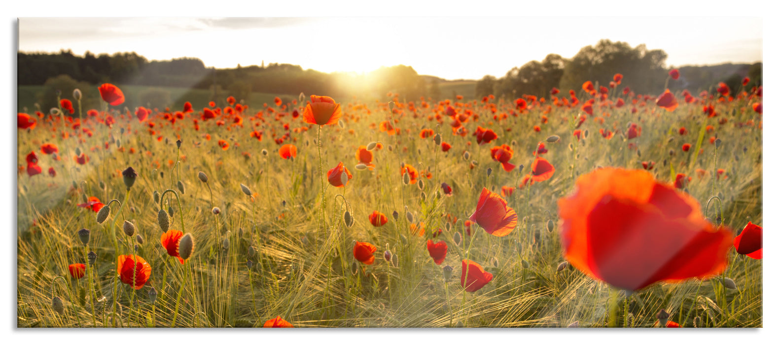 Pixxprint Mohnfeld bei Sonnenuntergang, Glasbild Panorama