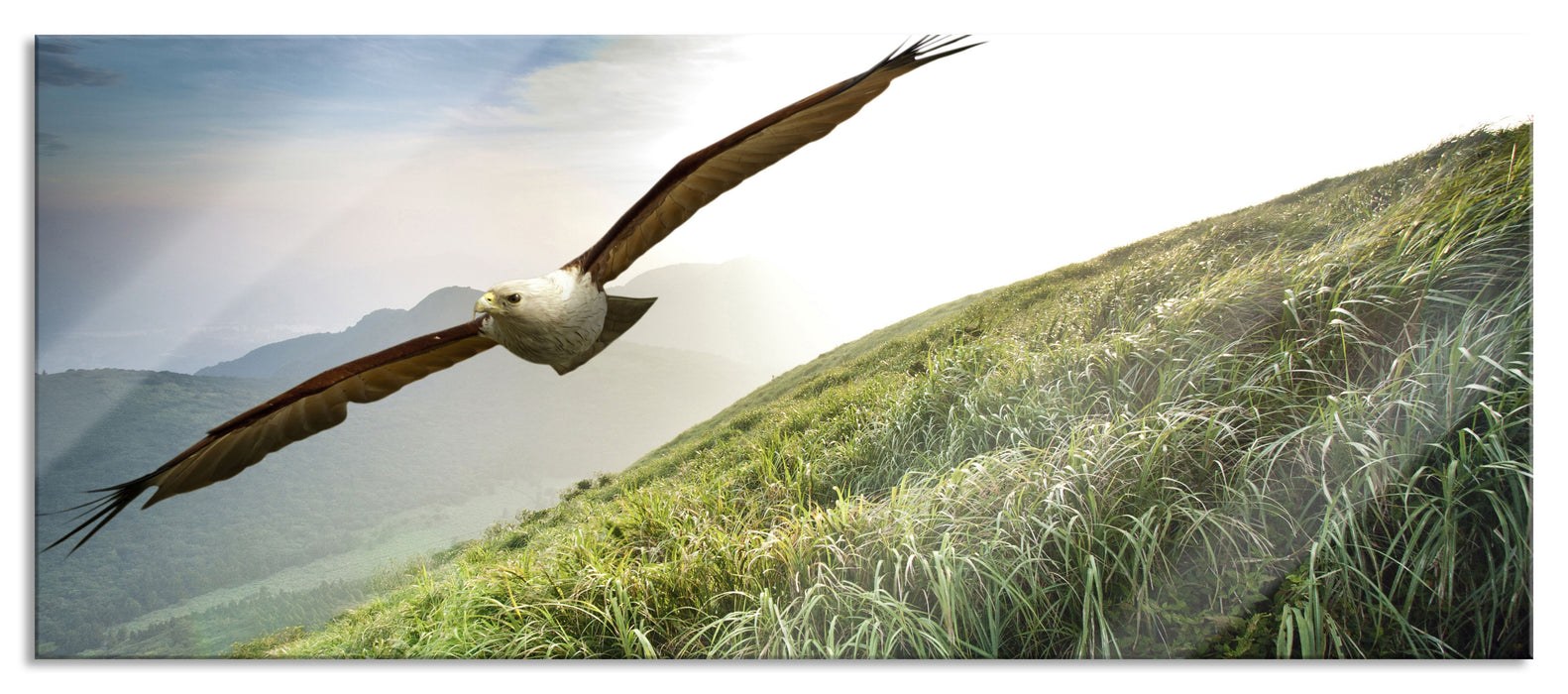 Pixxprint Majestätischer Weißkopfseeadler, Glasbild Panorama