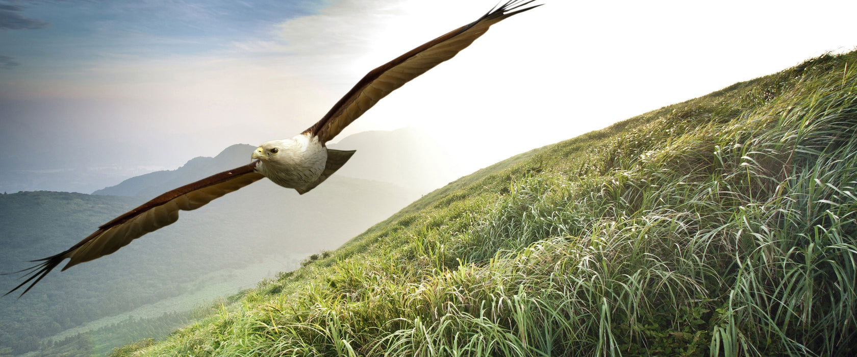 Majestätischer Weißkopfseeadler, Glasbild Panorama