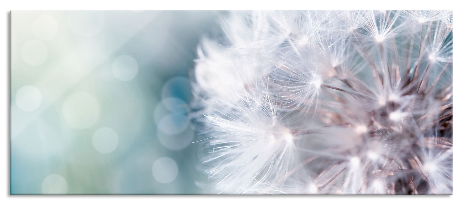 Pixxprint Zauberhafte Pusteblume, Glasbild Panorama