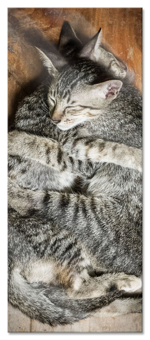 Pixxprint Kuschelnde Katzen, Glasbild Panorama