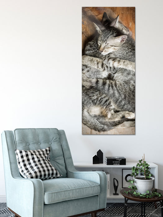 Kuschelnde Katzen, Glasbild Panorama