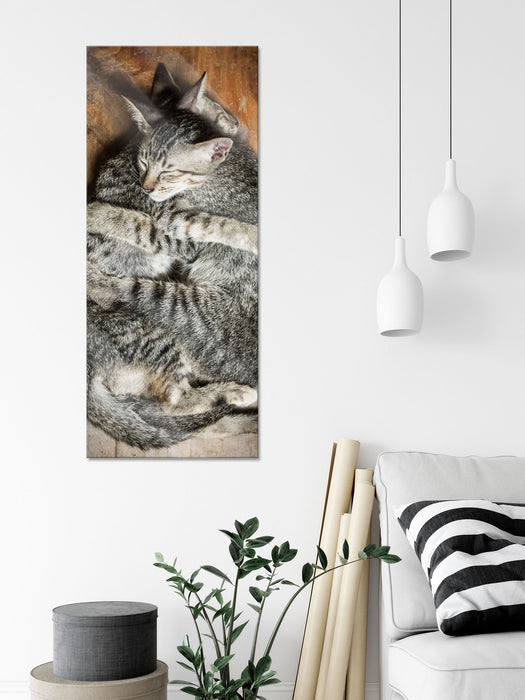 Kuschelnde Katzen, Glasbild Panorama