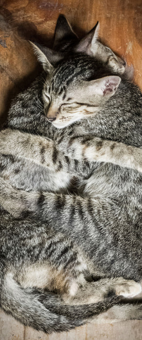 Kuschelnde Katzen, Glasbild Panorama