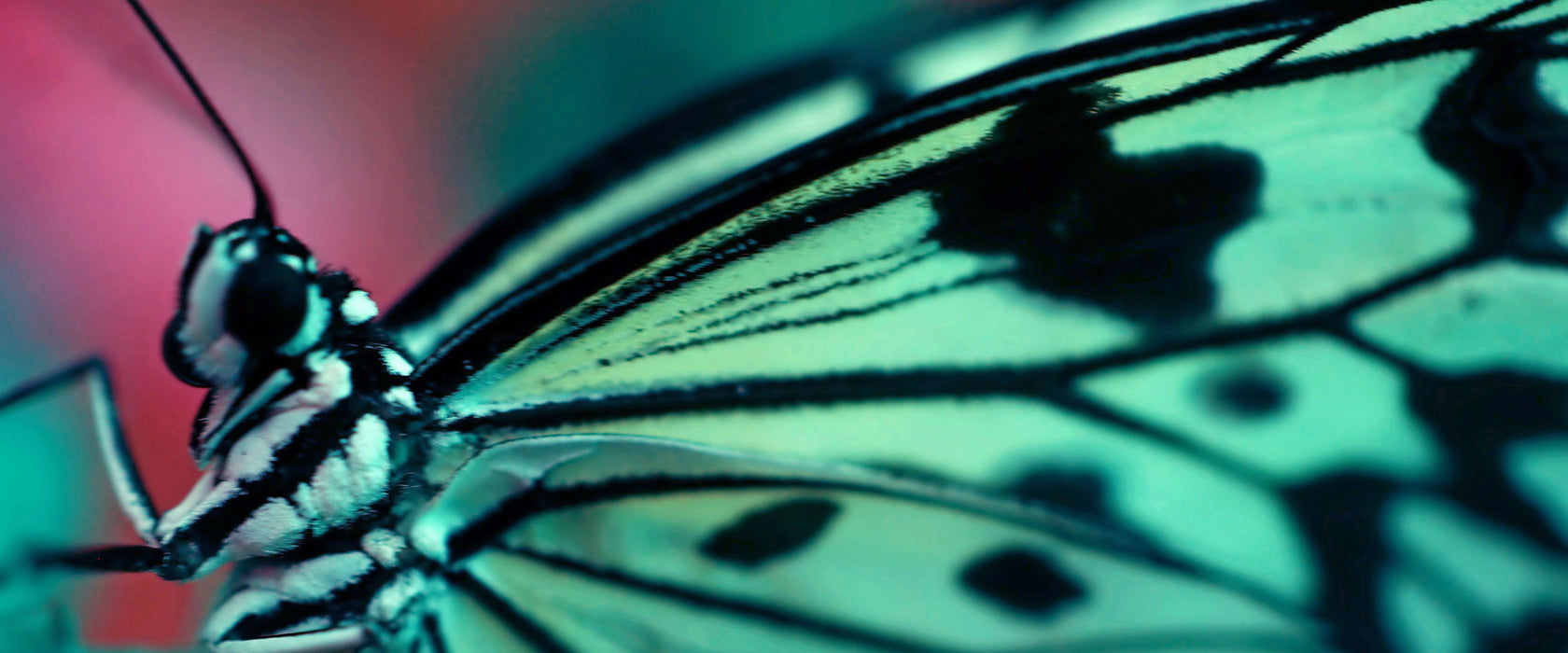 Wunderschöner Schmetterling, Glasbild Panorama