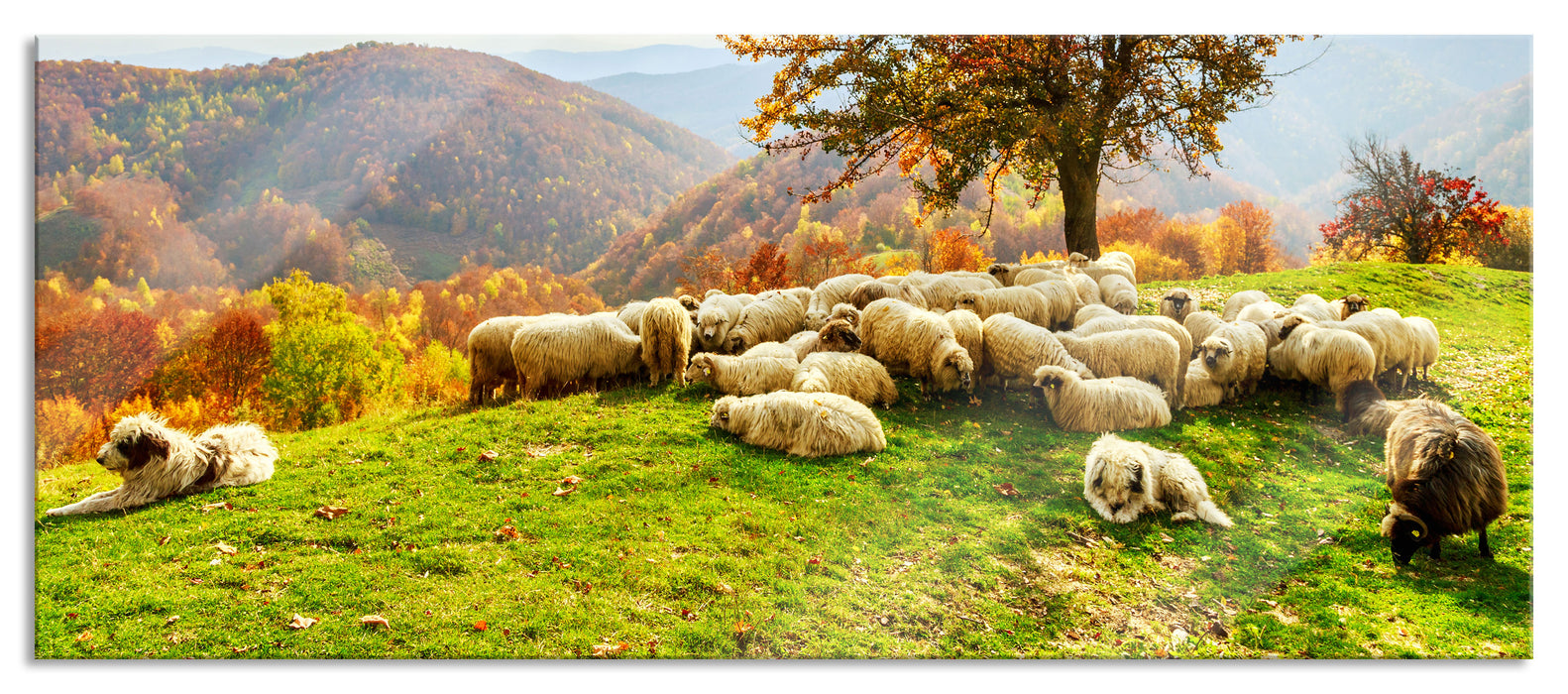 Pixxprint Romanian Carpathians Gebirge, Glasbild Panorama