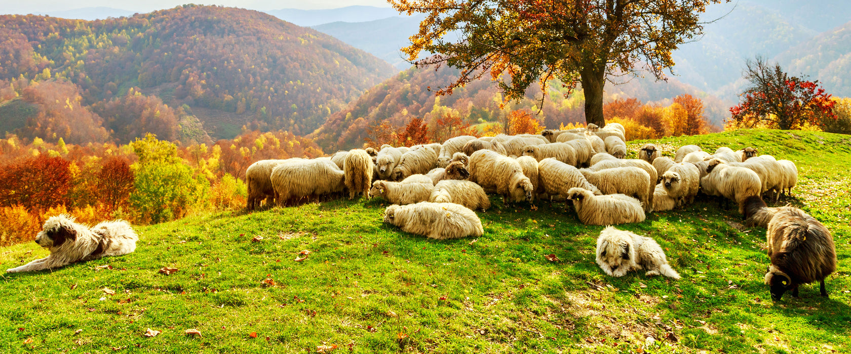 Romanian Carpathians Gebirge, Glasbild Panorama