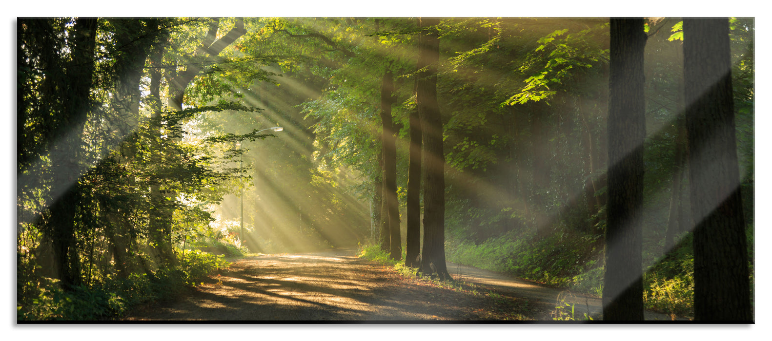 Pixxprint Waldweg im Frühling, Glasbild Panorama