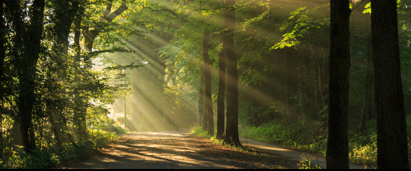 Waldweg im Frühling, Glasbild Panorama