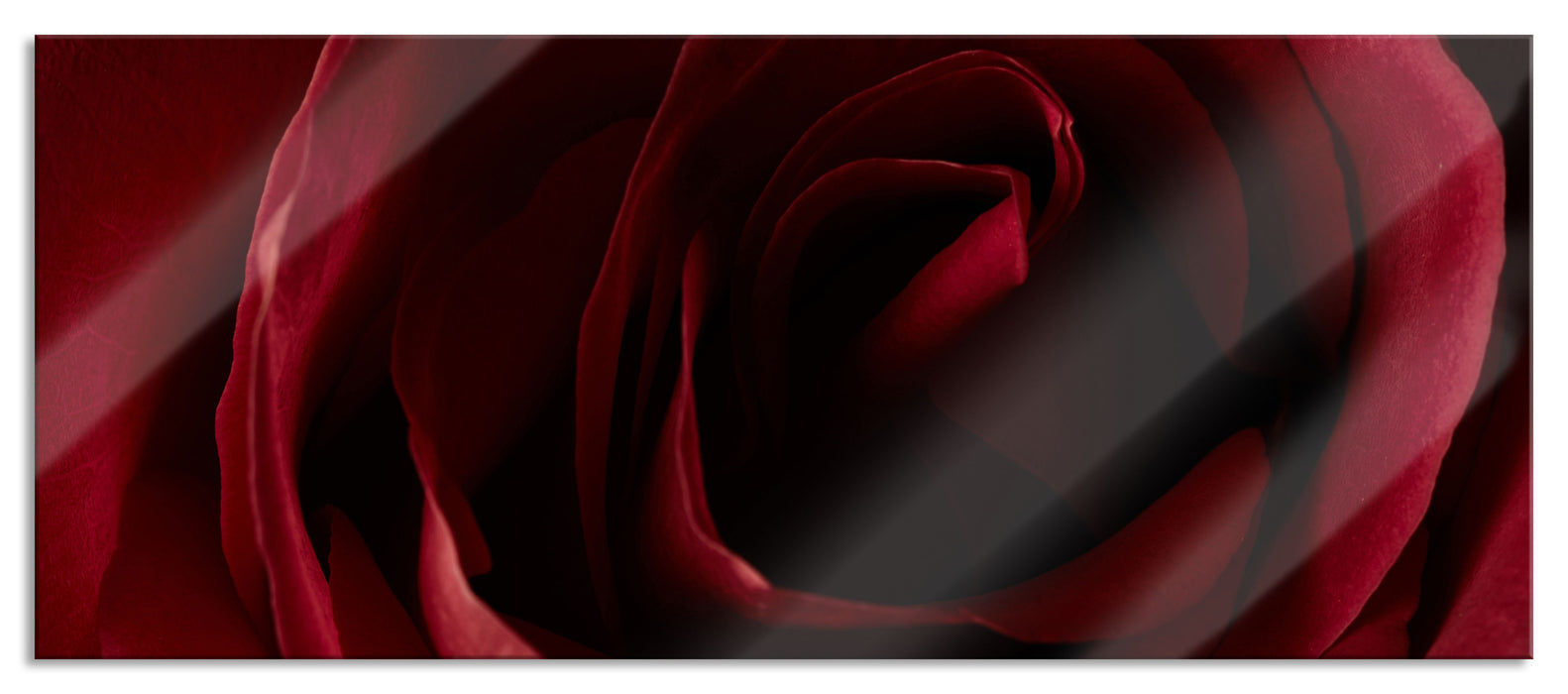 Pixxprint Rote Rose, Glasbild Panorama