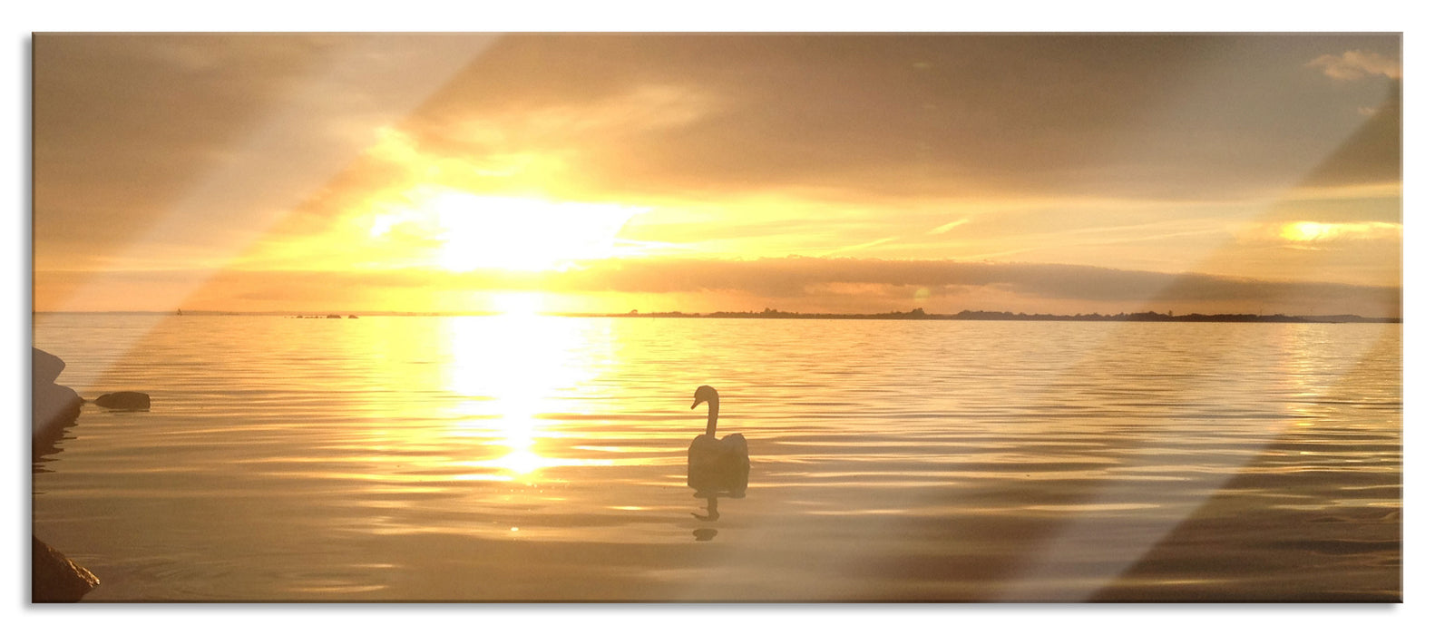 Pixxprint Einsamer Schwan auf See, Glasbild Panorama