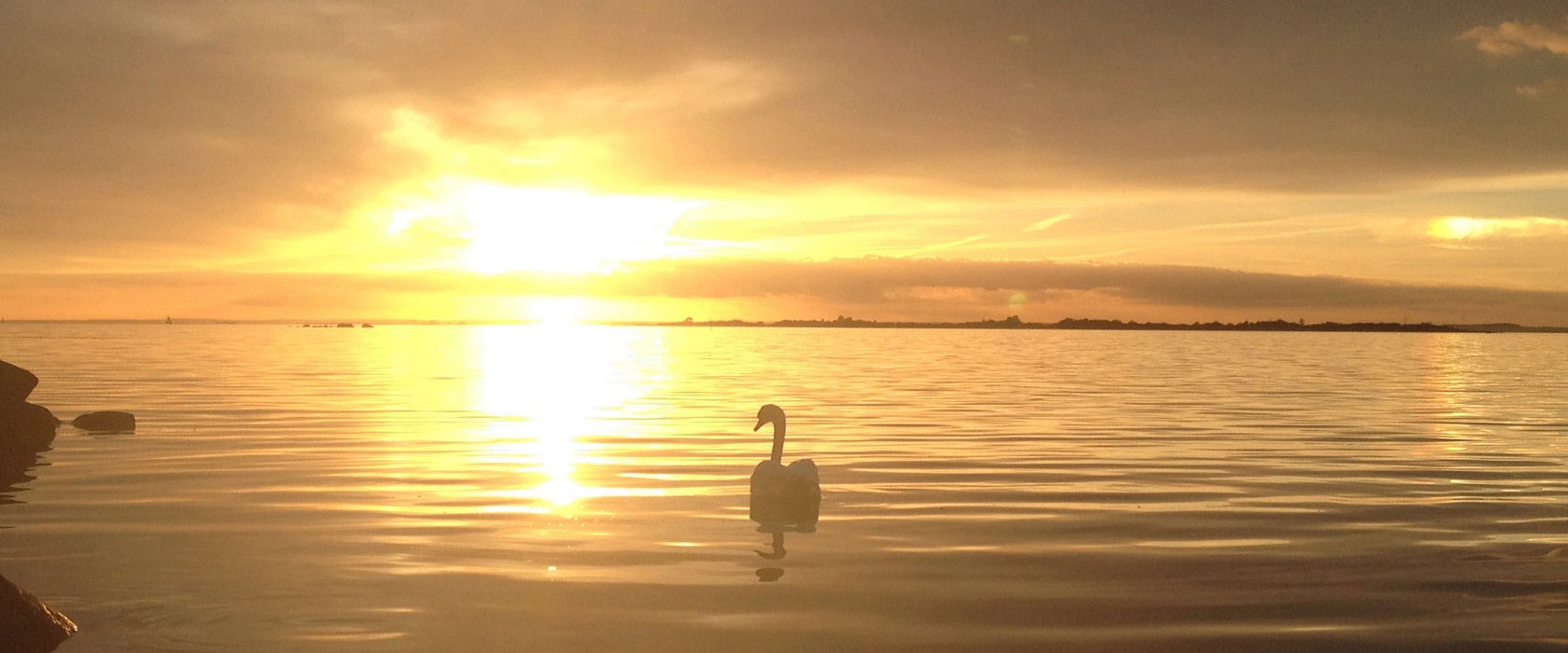 Einsamer Schwan auf See, Glasbild Panorama