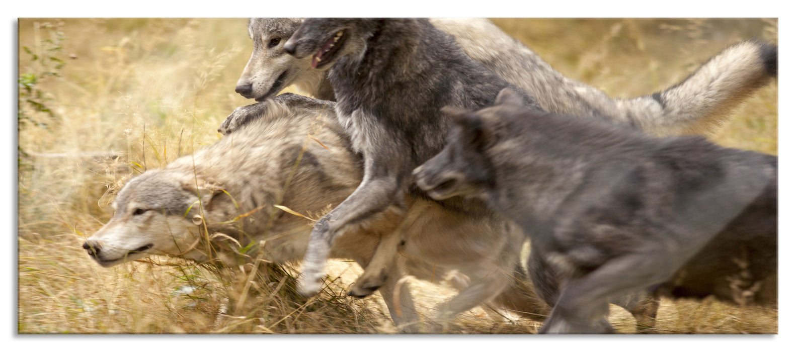 Pixxprint Tobendes Wolfsrudel, Glasbild Panorama