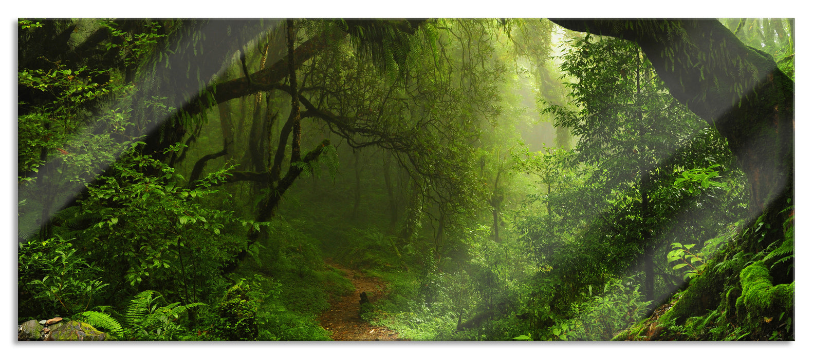 Pixxprint Mystischer Regenwald, Glasbild Panorama