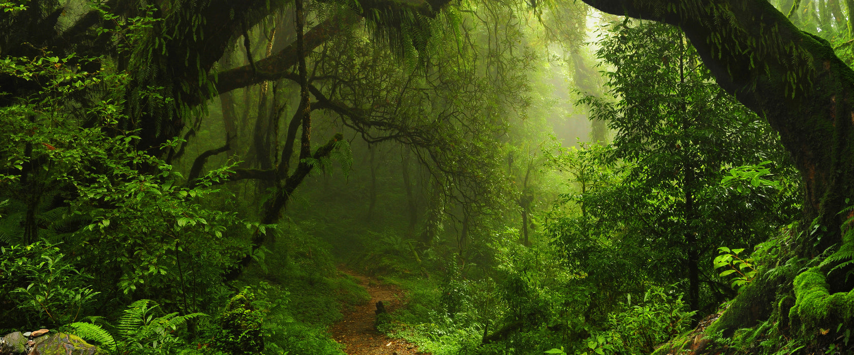 Mystischer Regenwald, Glasbild Panorama