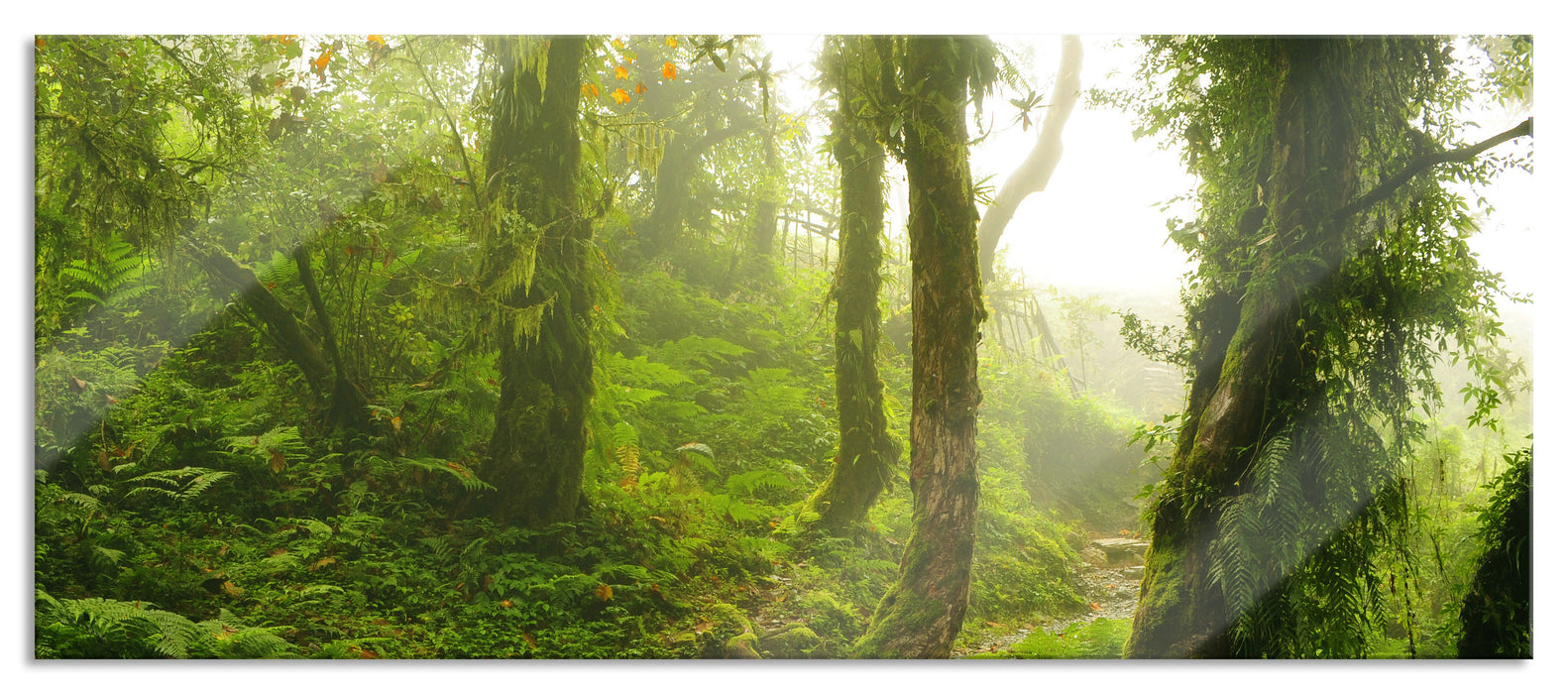 Pixxprint Unberührter Regenwald, Glasbild Panorama