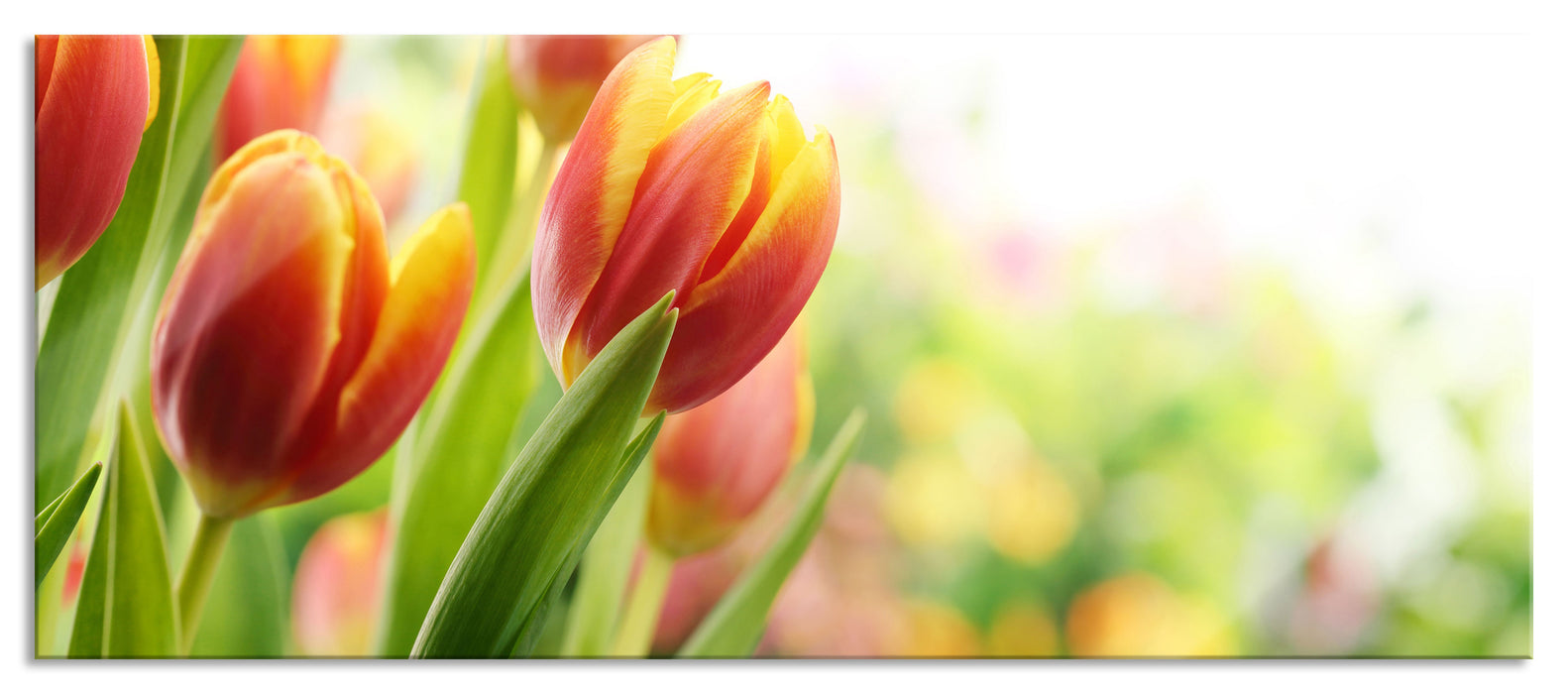 Pixxprint Bunte Tulpenwiese, Glasbild Panorama