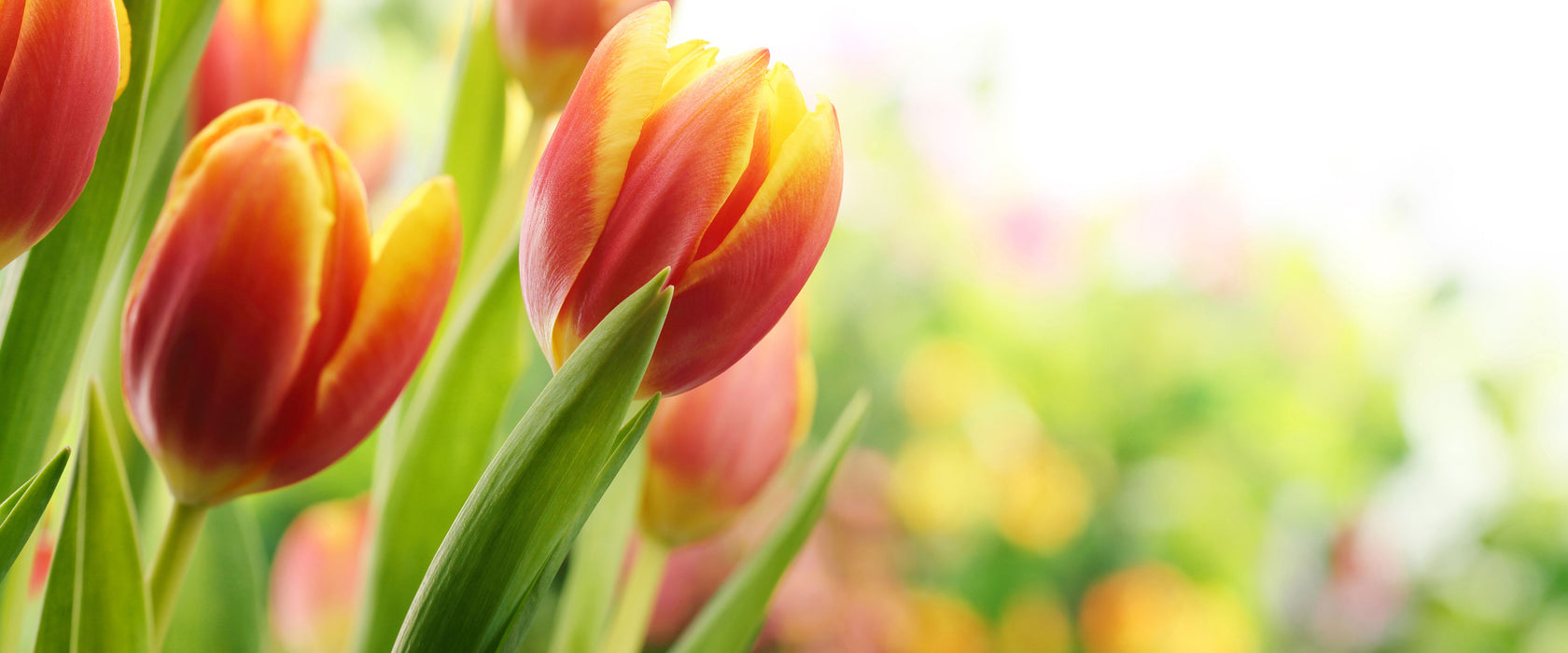 Bunte Tulpenwiese, Glasbild Panorama