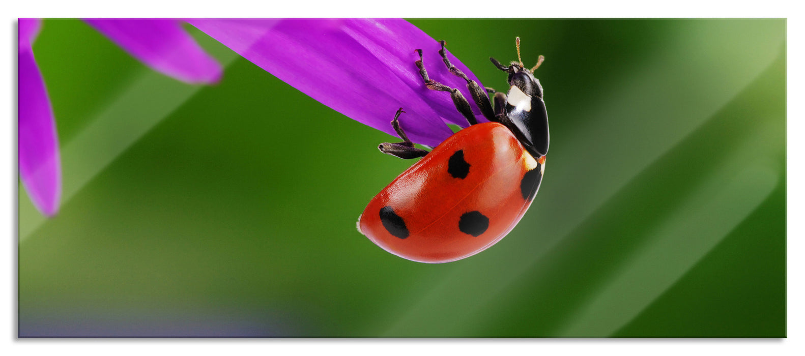 Pixxprint Marienkäfer auf Gerberablüte, Glasbild Panorama