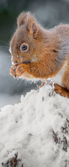 Kleines Eichhörnchen im Winter, Glasbild Panorama