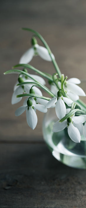 Schneeglöckchen in der Vase, Glasbild Panorama