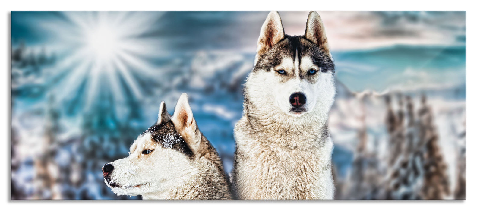 Pixxprint Zwei wilde Huskies, Glasbild Panorama