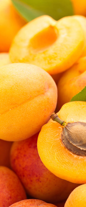 Frische Aprikosen, Glasbild Panorama