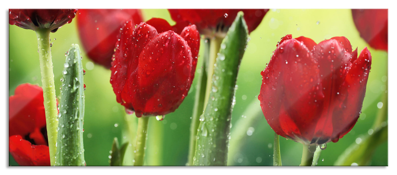 Pixxprint Rote Tulpen mit Tropfen bedeckt, Glasbild Panorama