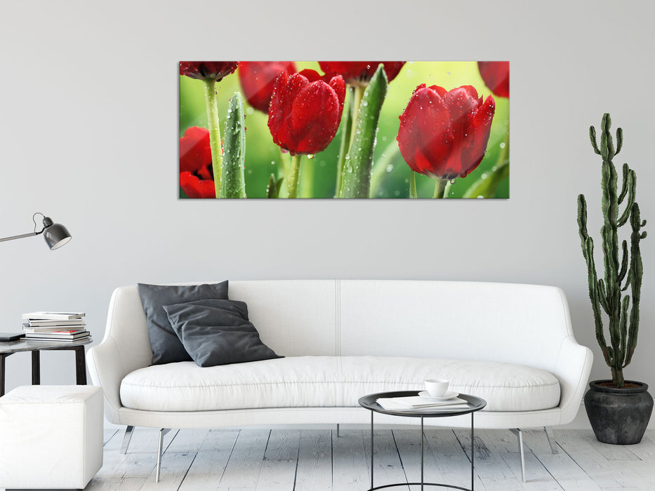 Rote Tulpen mit Tropfen bedeckt, Glasbild Panorama